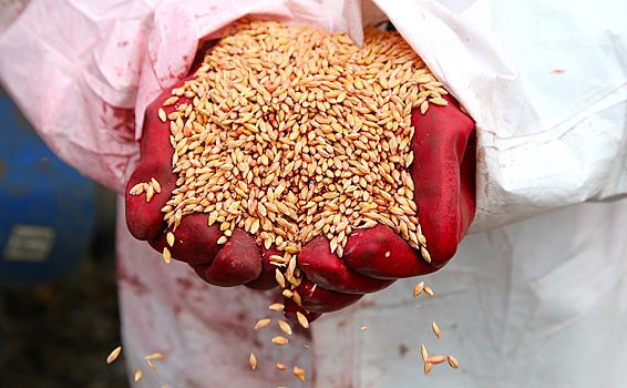 Белоруссия продлила лицензирование вывоза зерна